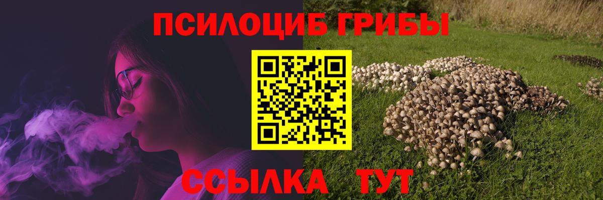 Псилоцибиновые грибы Psilocybine cubensis Печора